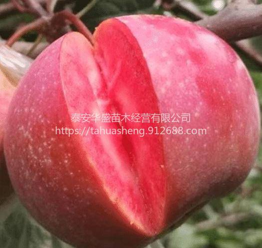 维纳斯黄金苹果苗基地直销，保湿发货瑞雪苹果苗南北方分类种植