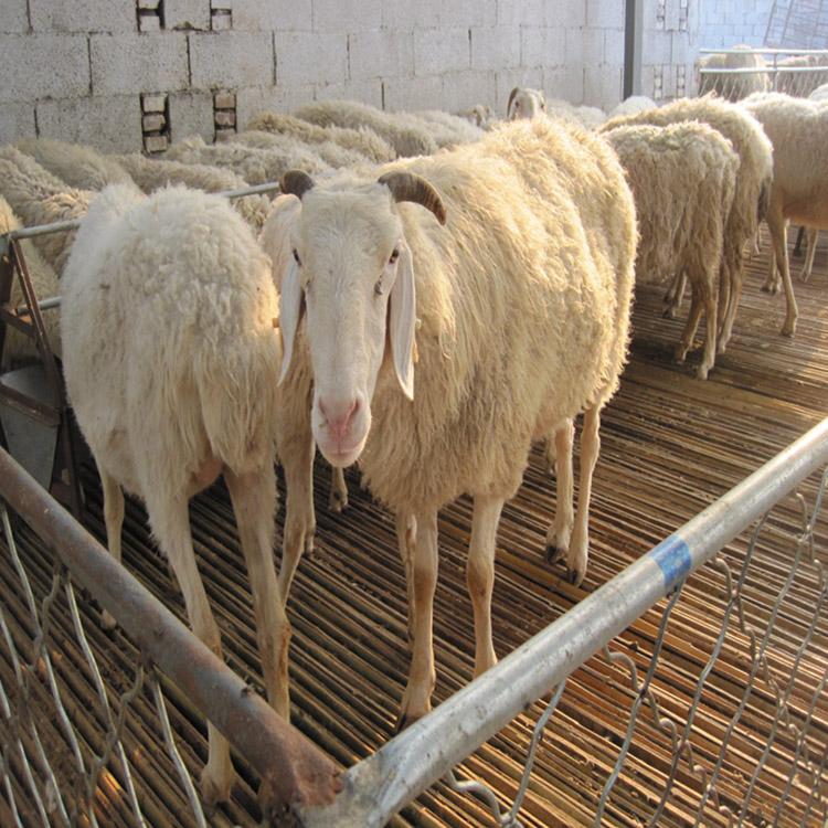 小尾寒羊羊苗 现代 高腿多产小尾寒羊羊羔 养殖小尾寒羊 厂家出售