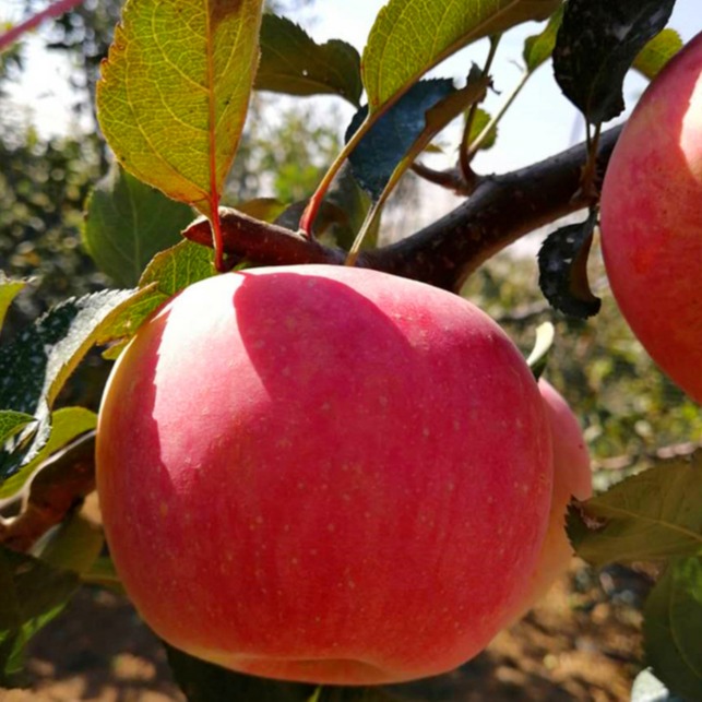 矮化苹果树苗果苗嫁接苹果树苗M9T337砧木苹果树苗当年挂果苹果苗批发