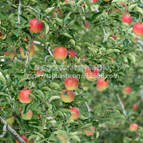 维纳斯黄金苹果苗抗病耐寒爱妃苹果苗品种纯正，提供技术指导