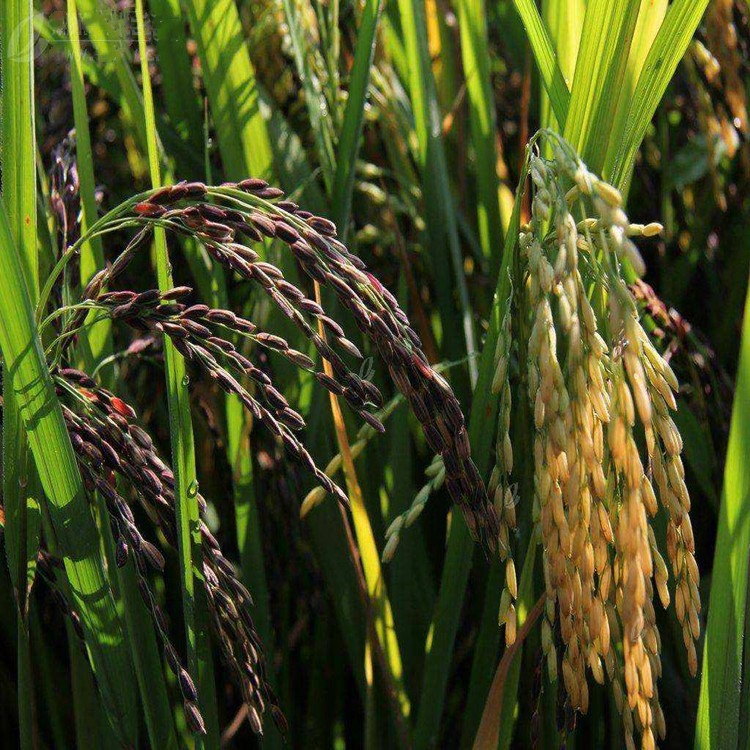 种植黑米种子高产水稻种子五彩稻谷种黑稻谷种优质黑糯米