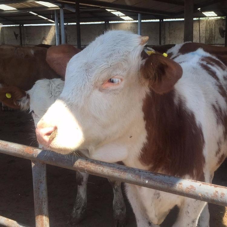 肉牛犊价格 河北肉牛犊 荟泰供应 西门塔尔牛 鲁西黄牛出售图片