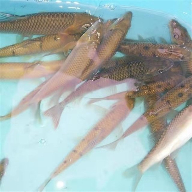 广东溪水石斑鱼苗活体  光唇鱼苗养殖技术提供  全国有货源图片