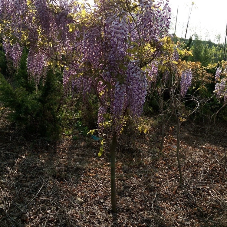 紫藤价格 6公分紫藤树苗价格 厂家直销 货源充足 攀援花卉