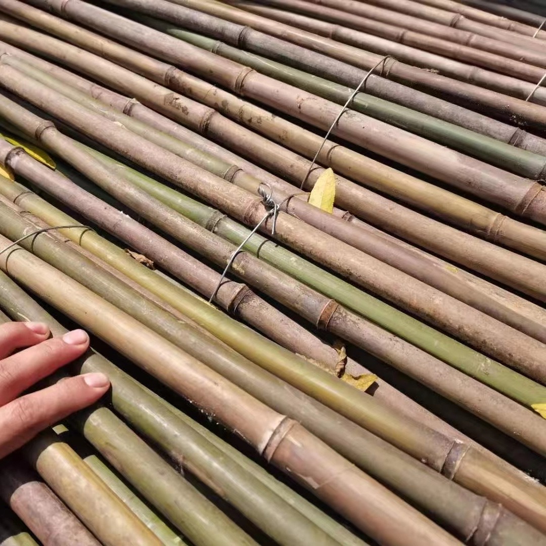 竹韵竹制品厂家竹子批发新鲜青竹 青竹稍 爬藤植物搭架竹