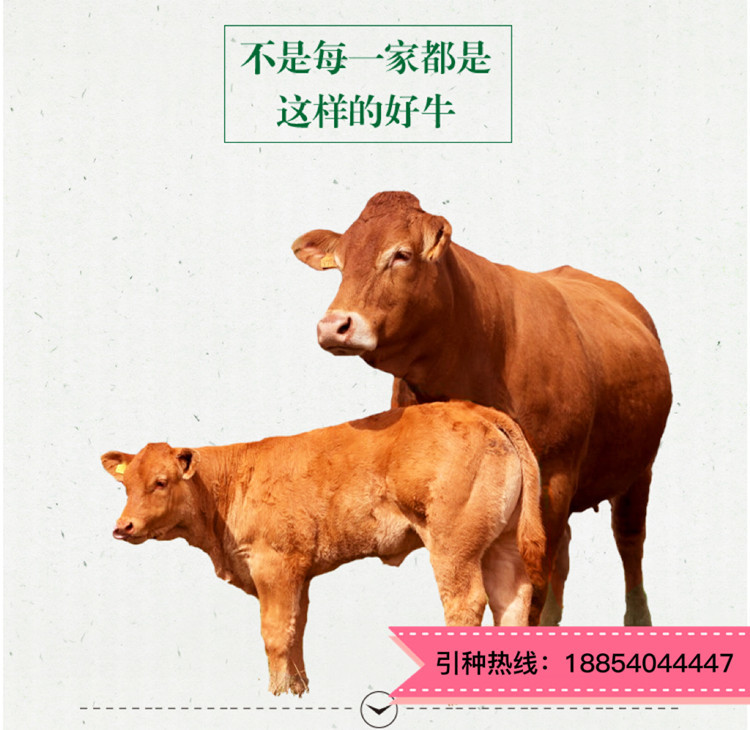 贵州省西门塔尔牛养殖基地 西门塔尔小肉牛犊子价格 通凯 西门塔尔牛幼牛批发示例图13