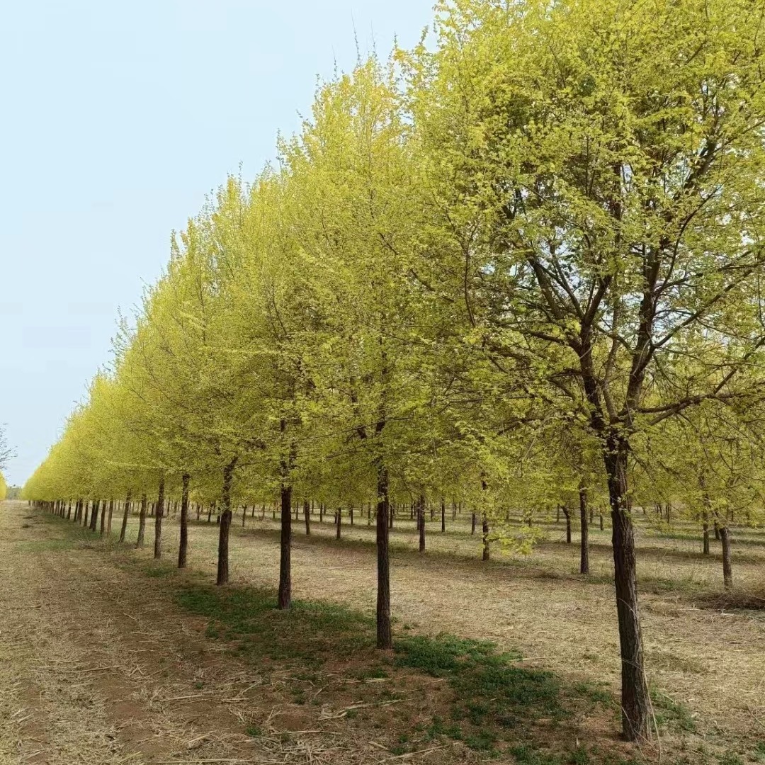 金叶榆基地 15公分榆树 基地白榆嫁接 保定大叶园林绿化公司