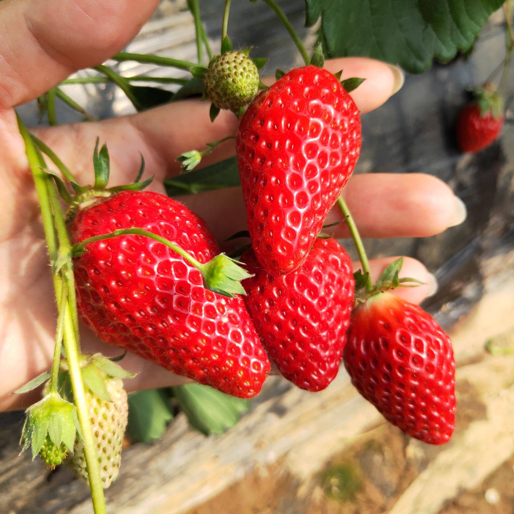 红颜草莓苗奶油草莓苗穴盘苗，基质苗