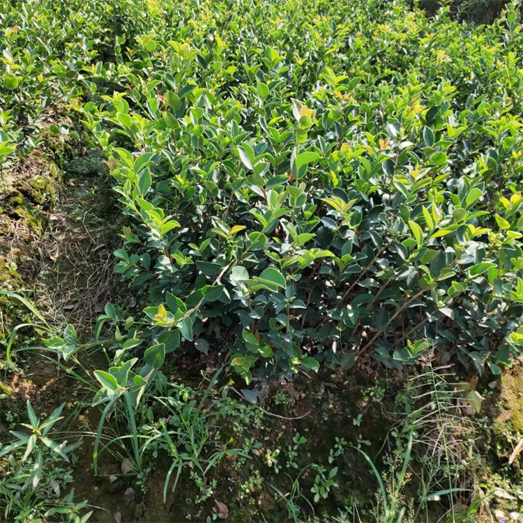 先淼园林 高产大果油茶苗 出油率高油质好 江西基地种植培育