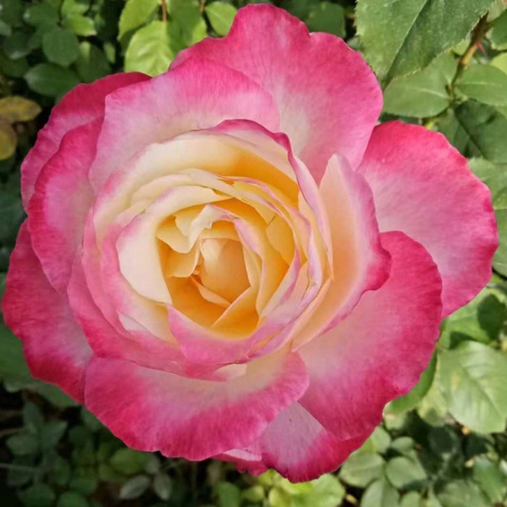 盆栽植物玫瑰种苗  多花玫瑰花苗 剑锋花卉月季大苗图片