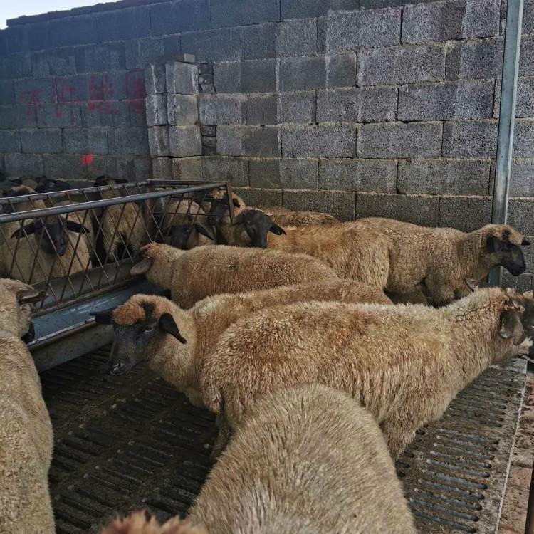 河北萨福克羊价格 通凯 白头萨福克羊养殖基地 出肉率高