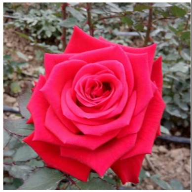 曲靖玫瑰种苗量大优惠 玫瑰种苗价格
