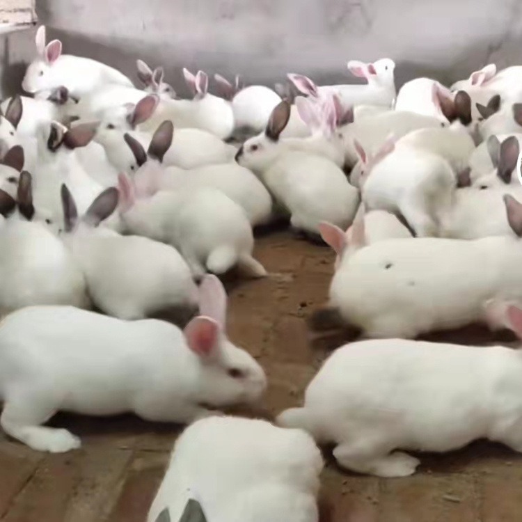 白色肉兔种兔价格 肉兔种兔养殖场 兔子养殖场图片