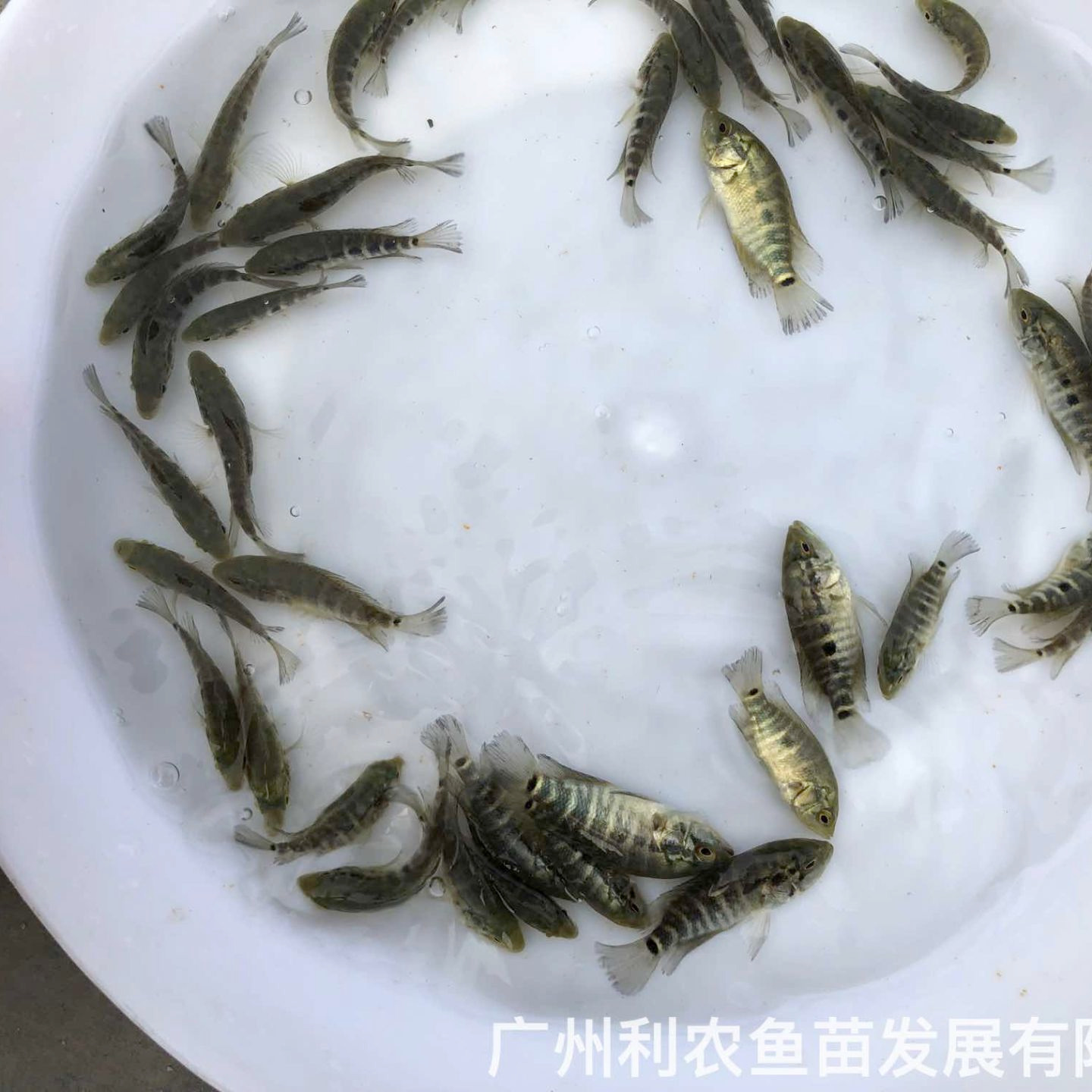 广东珠海淡水花斑鱼苗出售广东肇庆石斑鱼苗批发价格