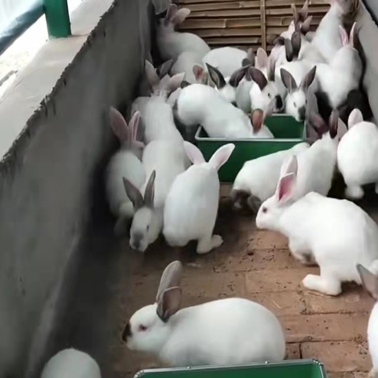 河南一只兔子价格 山西兔子养殖场 江苏种兔养殖企业图片