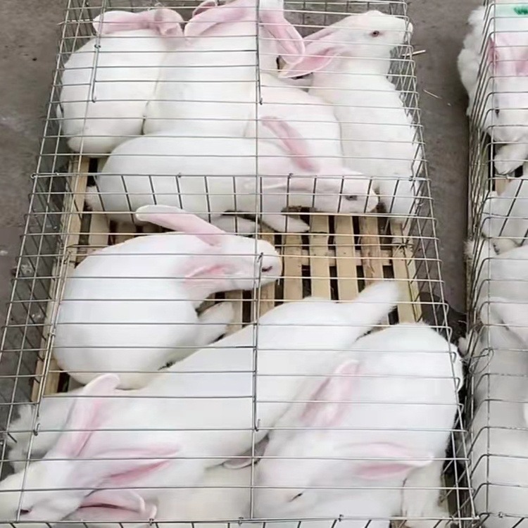 大型兔子品种 兔子养殖场 种兔子品种价格
