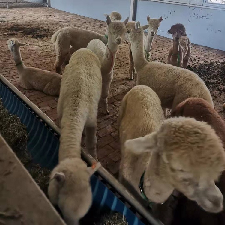 羊驼养殖场 羊驼租赁 羊驼出租