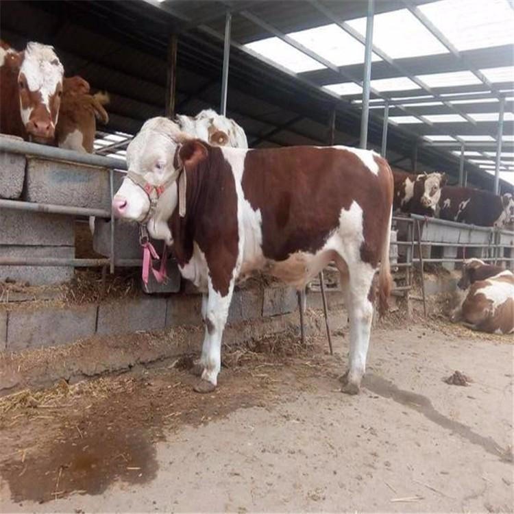 批发牛犊 陕西西门塔尔牛价格 300斤西门塔尔牛犊 通凯牧业图片