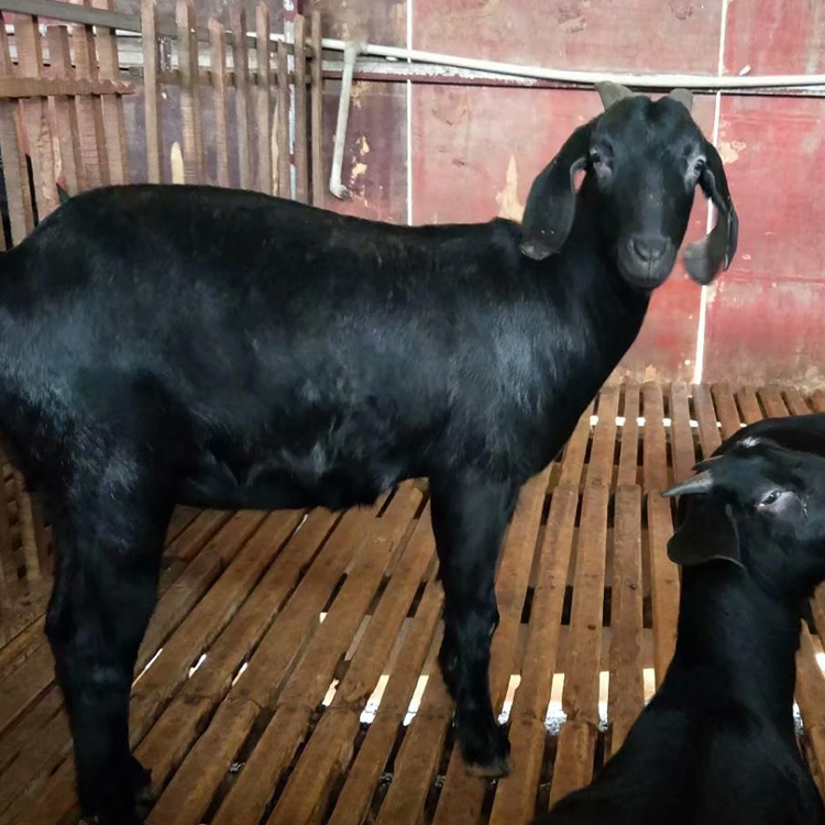努比亚黑山羊羔 改良肉羊品种 求购黑山羊 现代 批发价格低