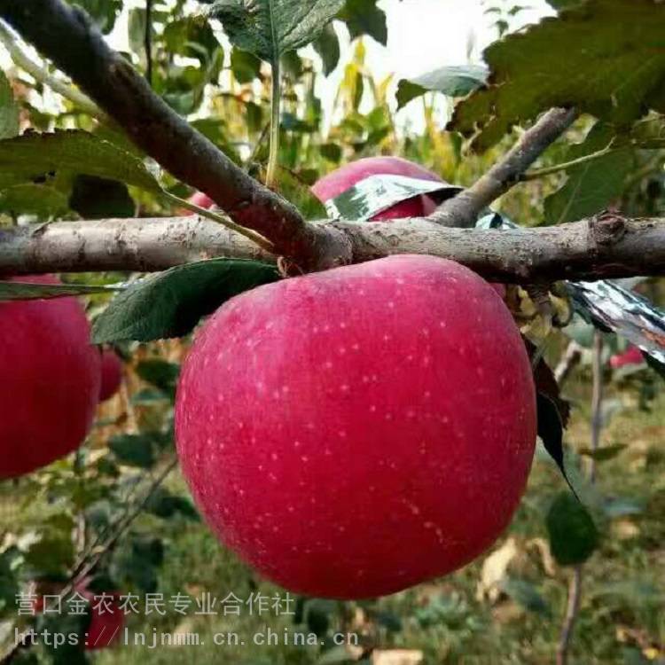 望乡红苹果苗批发 望乡红苹果树苗出售基地 地栽耐寒 惠农苗木