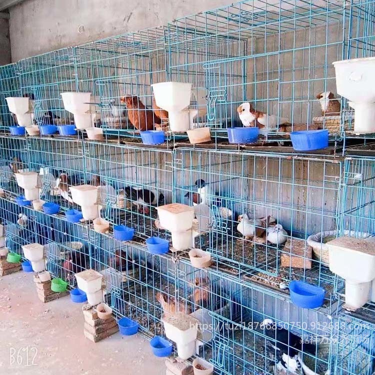 陕西观赏鸽养殖场 欣赏鸽品种种类  观赏鸽欣赏鸽品种图片