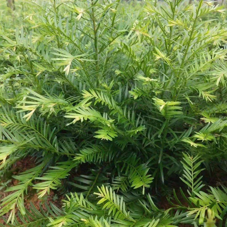 红豆杉苗常年供应基地直发 红豆杉小区绿化苗 10公分红豆杉小苗