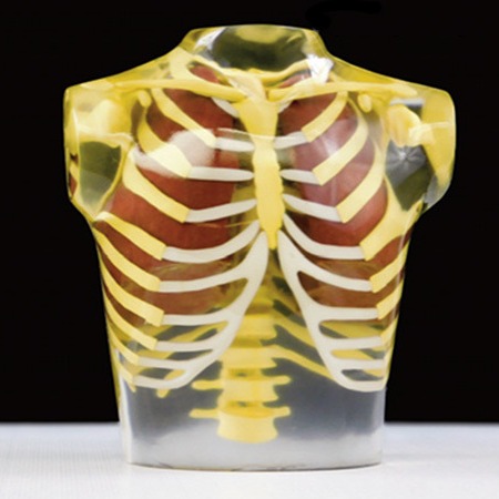 Delta德尔塔仪器RSD模体 胸部模体胸模图片