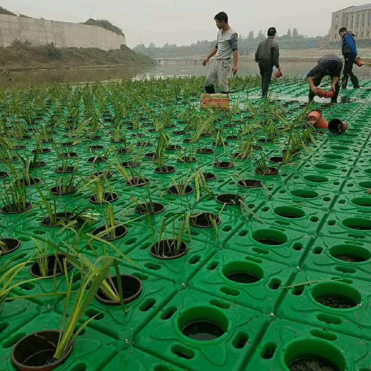 水上绿化生态浮床施工浮岛厂家 承接生态浮板工程
