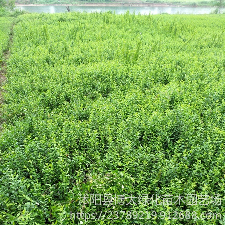 自产自销 小叶扶芳藤 苗高30-60公分 常绿地被木质藤本植物