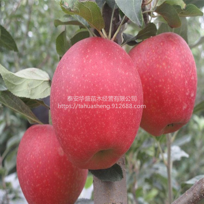瑞雪苹果苗品种纯正，提供技术指导富士系列品种纯正，提供技术指导