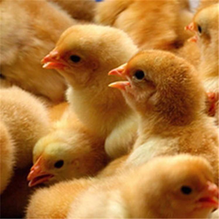 山东红玉鸡苗价格 特种珍禽养殖种苗 提供九斤黄鸡苗养殖技术 鼎荣 长期供应