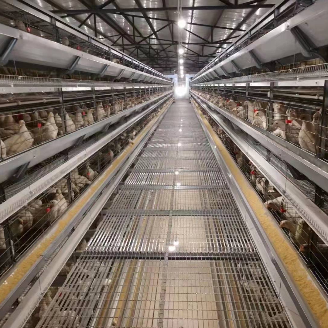 信必达 育雏育成设备 养鸡场鸡笼 鸡笼设备厂家图片