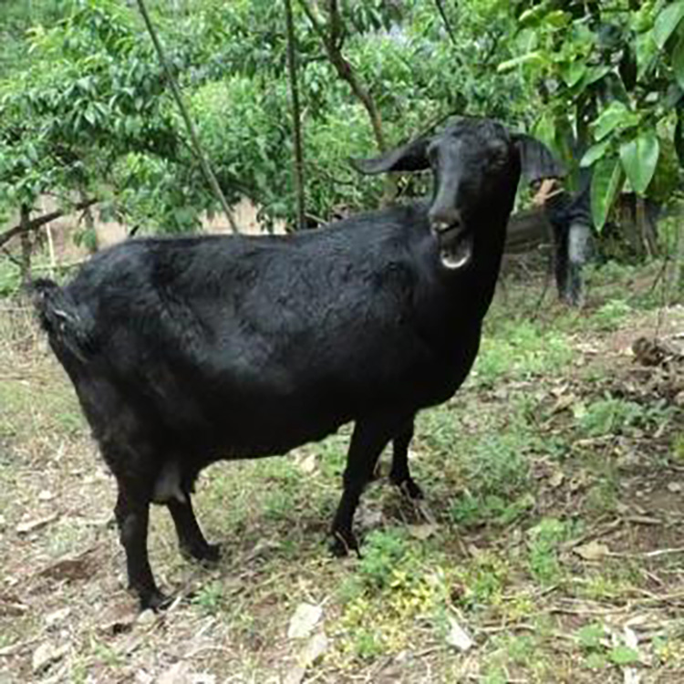 广西黑山羊 市场黑山羊价格表 2021年黑山羊行情 适应性广