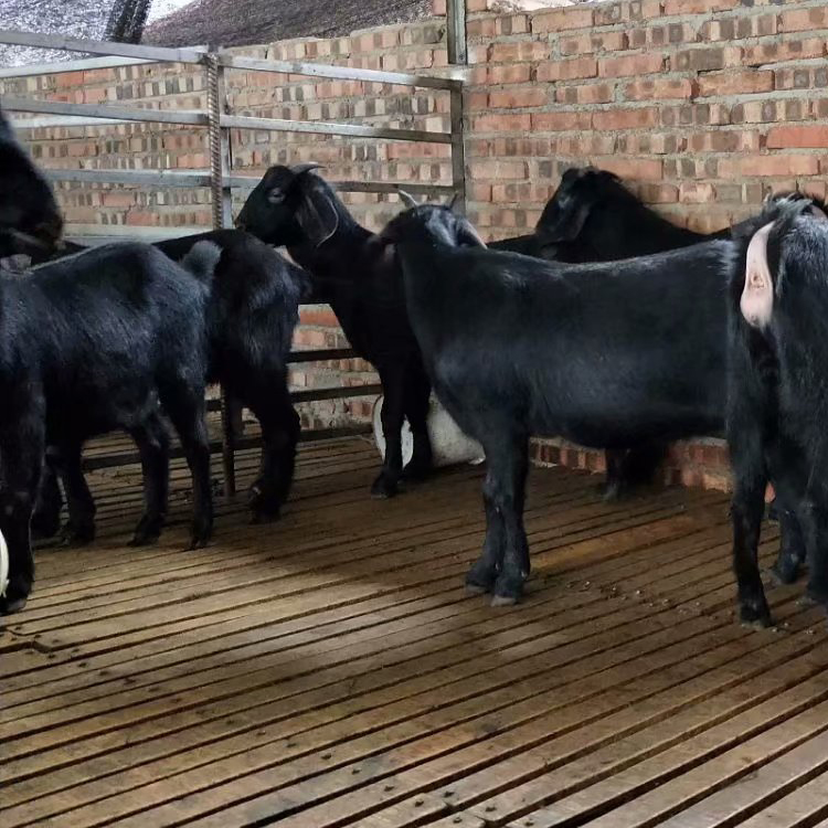 黑山羊养殖前景 黑山羊怀孕母羊价格 求购黑山羊 现代 活体批发