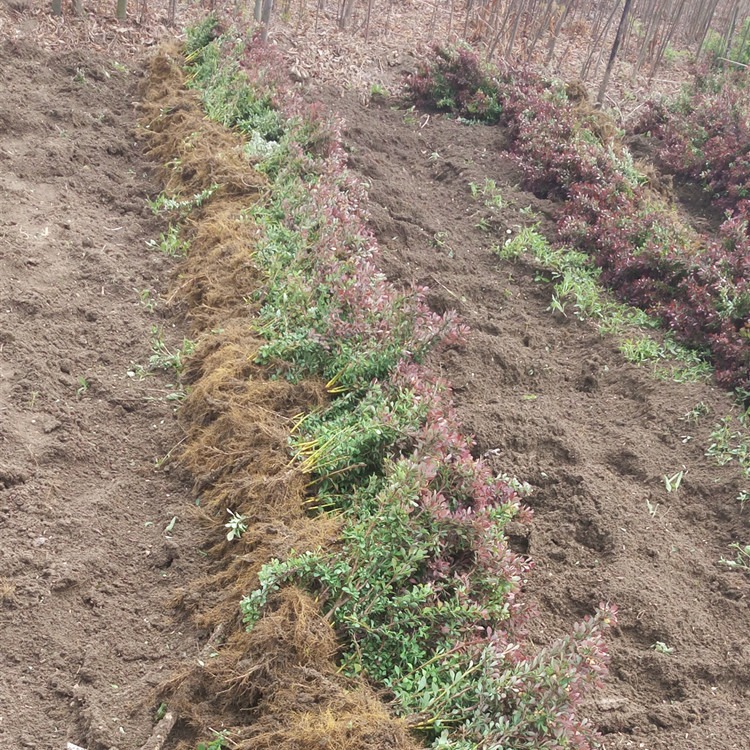 红叶小檗种植基地批发出售高度40公分50公分 耐寒性好 适应性强 长势强健