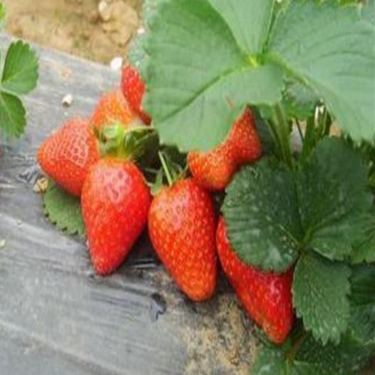 草莓苗批发 红颜草莓苗脱毒营养钵草莓苗量大优惠当年结果 四季草莓苗图片