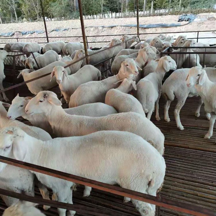 改良小尾寒羊母羊 羊羔 繁殖力强 采食性广 多胎多羔 中威盛养殖示例图8
