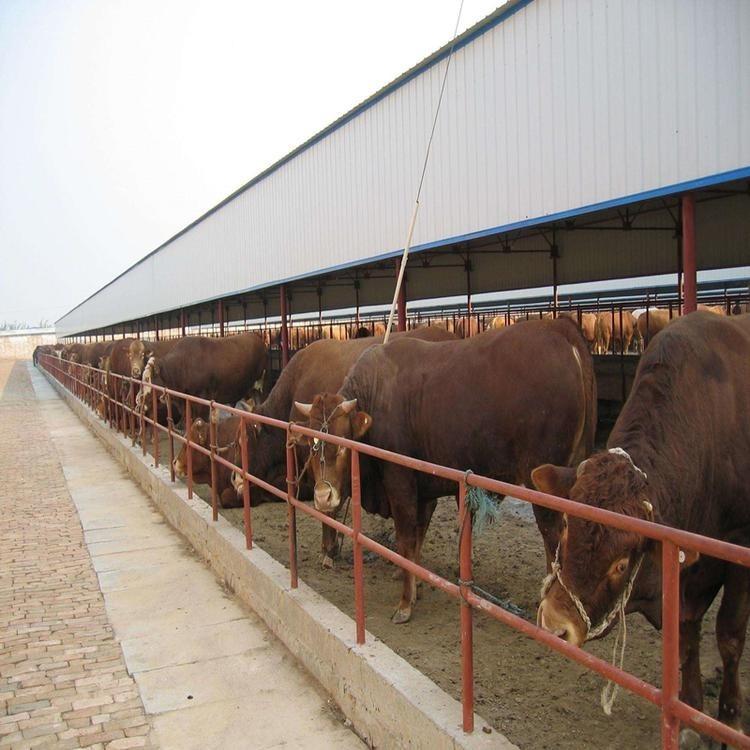 肉牛养殖场批发 改良利木赞牛厂家 供应肉牛犊改良牛犊 鼎荣 基地养殖