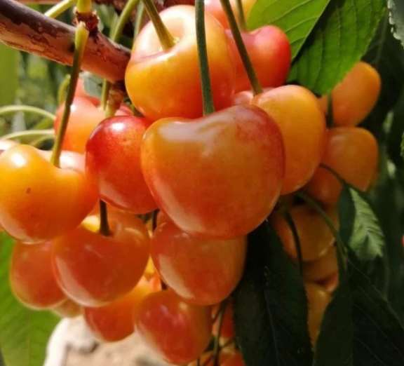 塔玛拉樱桃吉塞拉12号当年结果20克的大樱桃