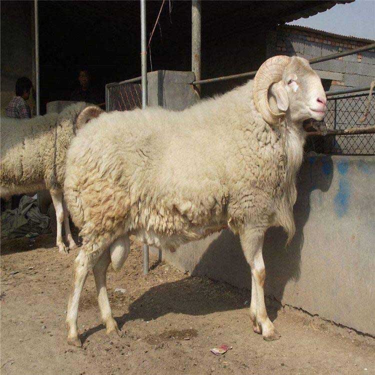 成年小尾寒羊种公羊 现代 养殖小尾寒羊前景 小尾寒羊养殖规格 量大价优图片