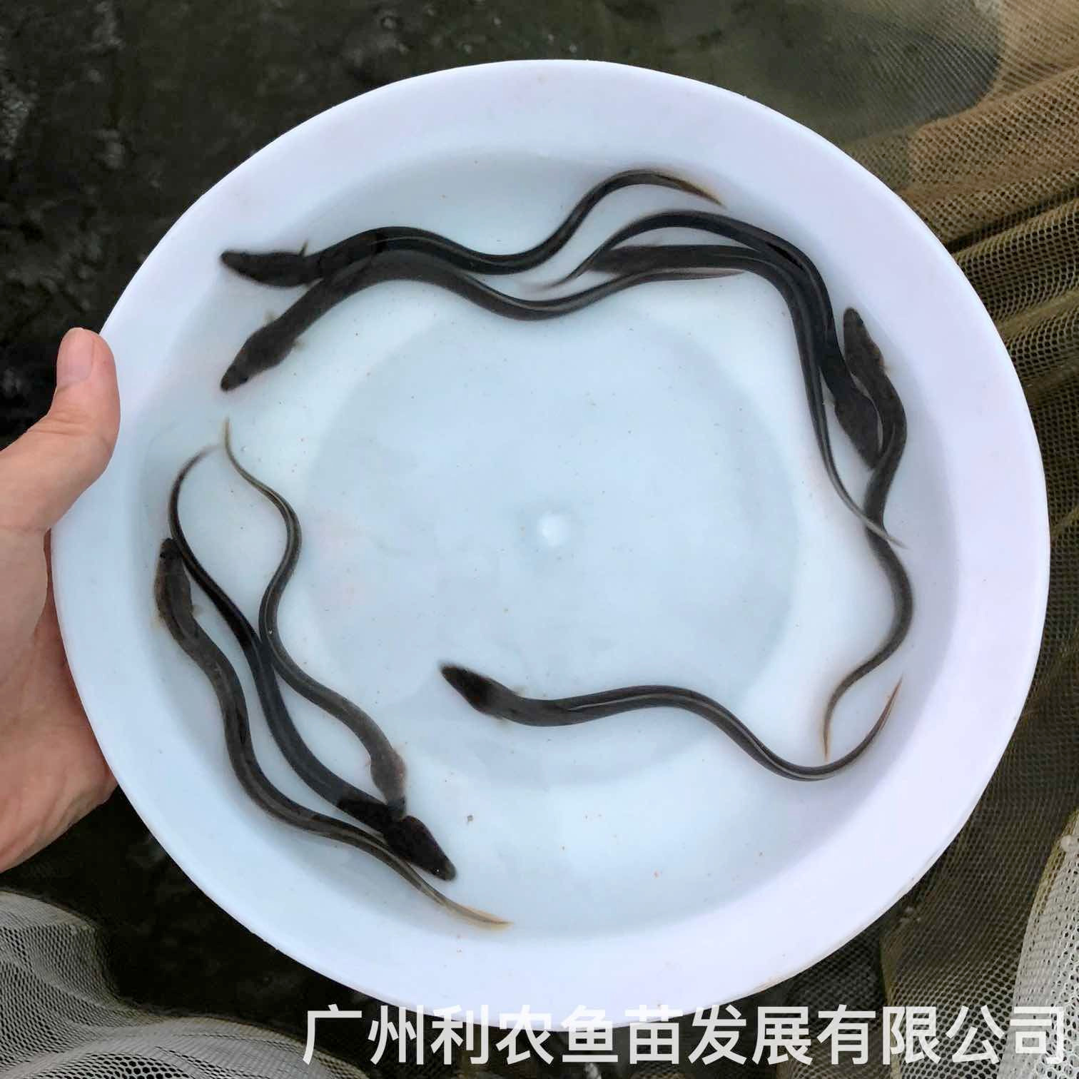 广西富川淡水花鳗鱼苗出售广西博白鳗鱼苗批发价格