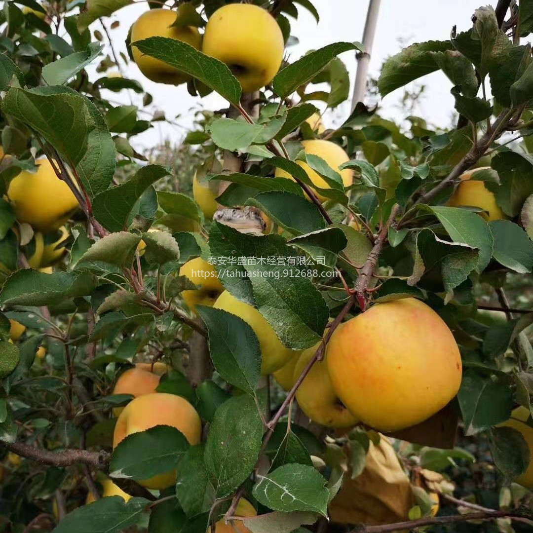 花牛苹果苗南北方分类种植花牛苹果苗品种纯正，提供技术指导