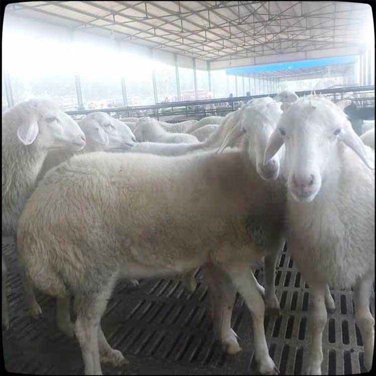 5个月改良小尾寒羊羊羔 现代 小尾寒羊羊羔批发 小尾寒羊种公羊羊羔 价格优图片