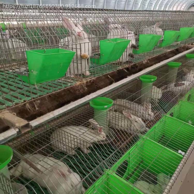 肉兔种兔养殖场 种兔养殖场 新西兰肉兔 种兔价格一只图片