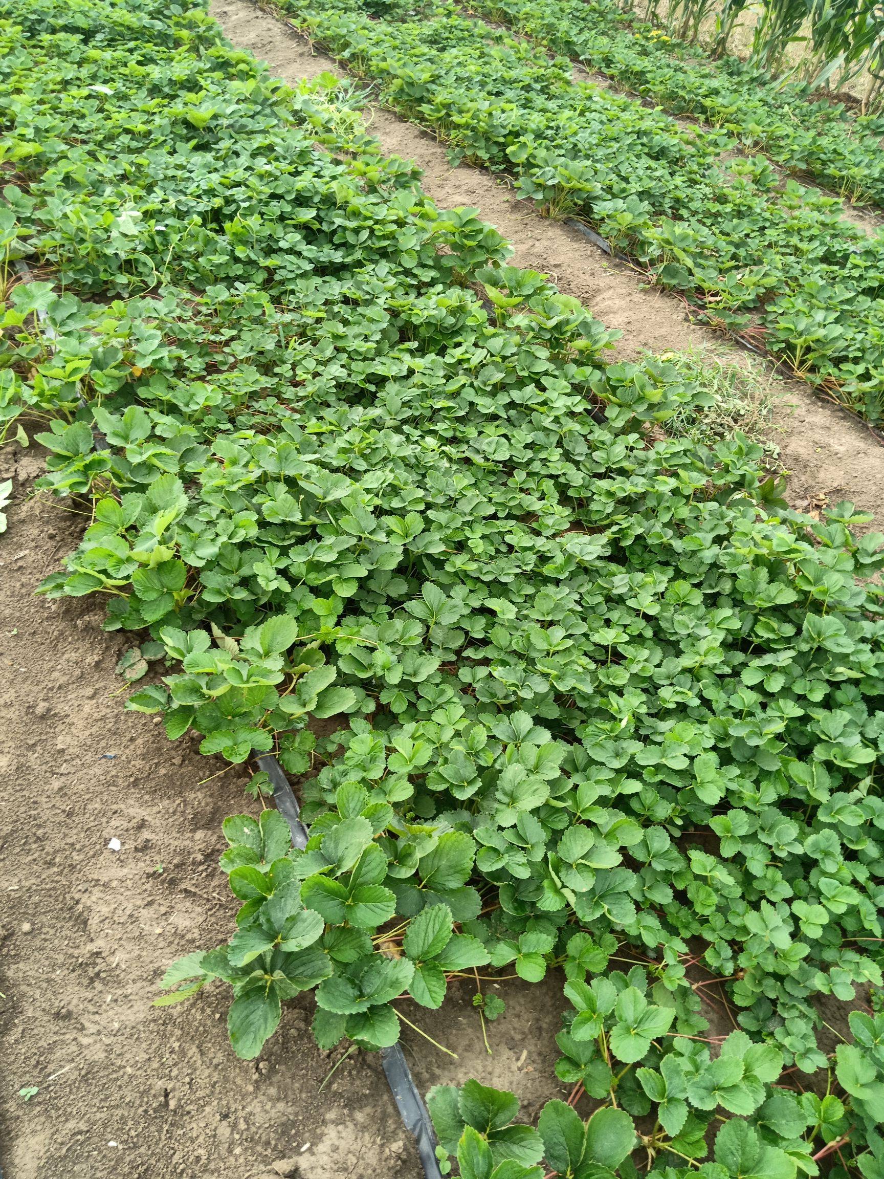 草莓苗品种齐全奶油草莓苗穴盘苗，基质苗基地直销现挖