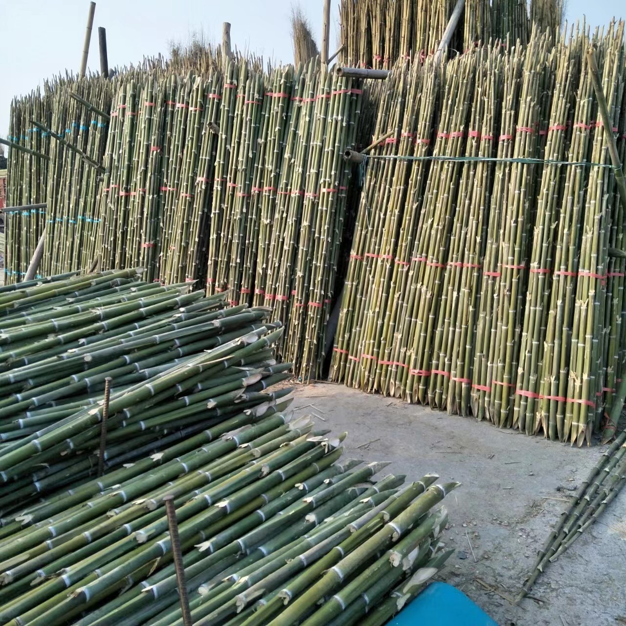工程绿化树木支撑竹竿沃柑架杆 菜架竹