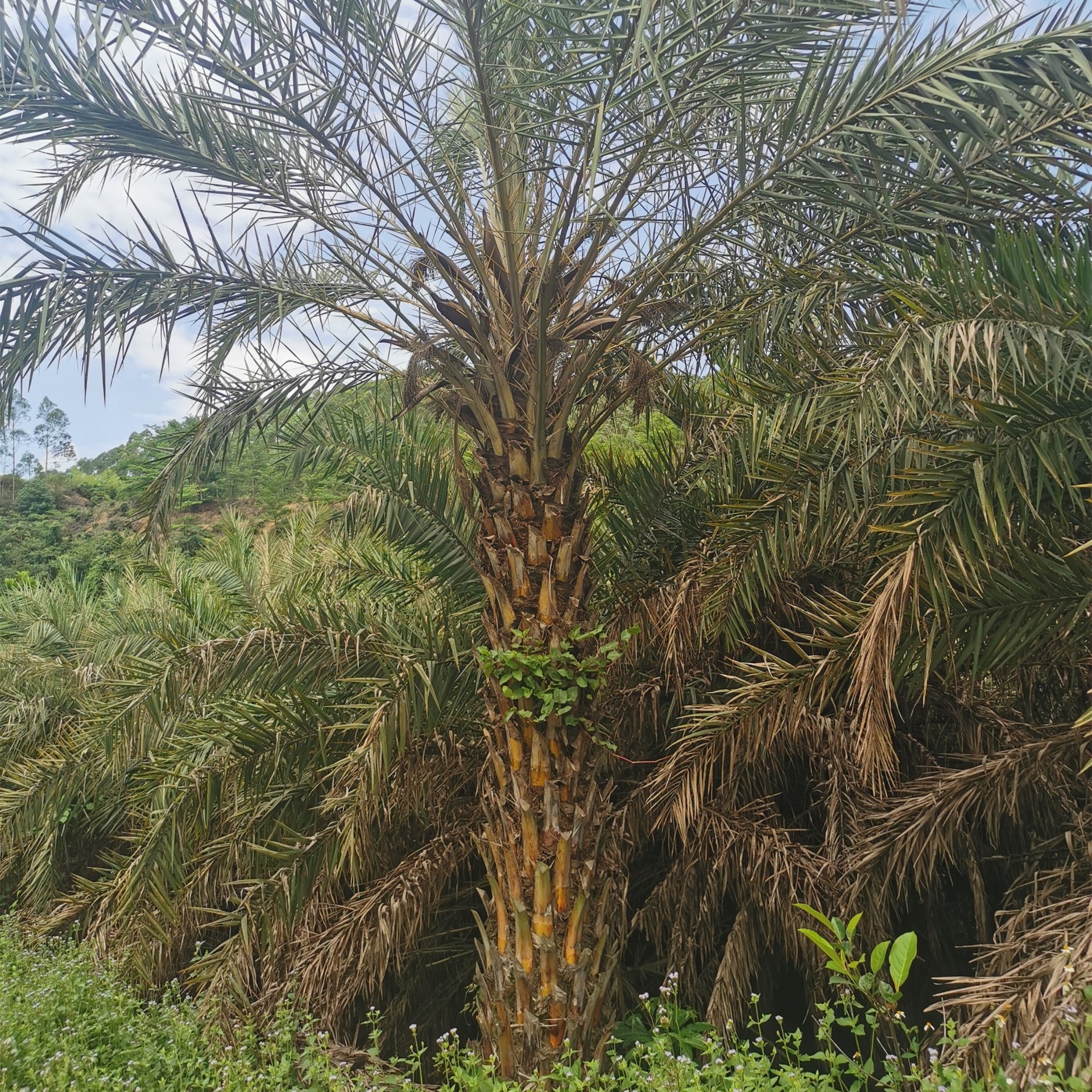 棕榈植物 2米杆中东海枣 绿锦园艺