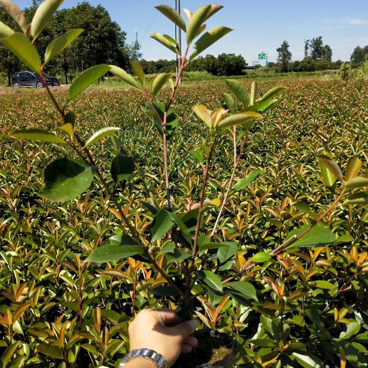 博大种植基地大量出售红叶石楠大杯苗高度50-60公分 植株强健 移栽成活率高