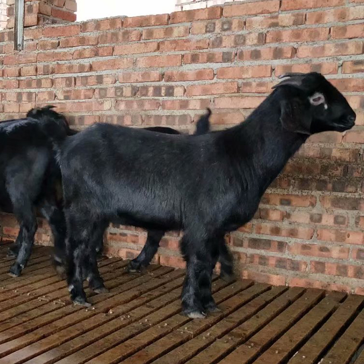 努比亚黑山羊羔 改良肉羊品种 2020年黑山羊行情 现代 自产自销