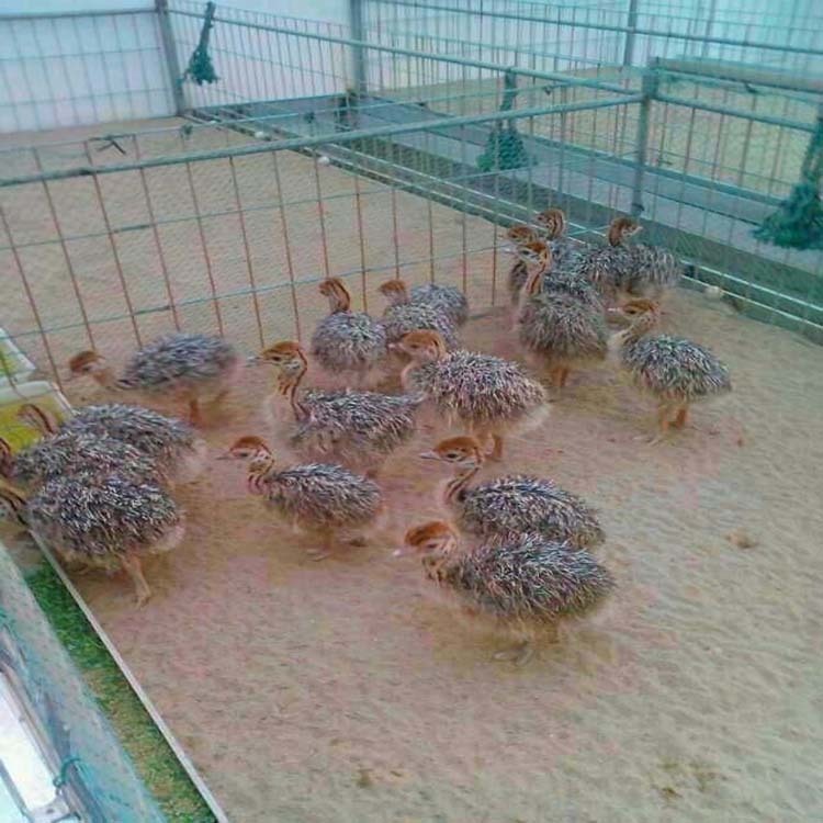 天津养殖鸵鸟的地方 鸵鸟苗价格  鸵鸟场批发鸵鸟苗